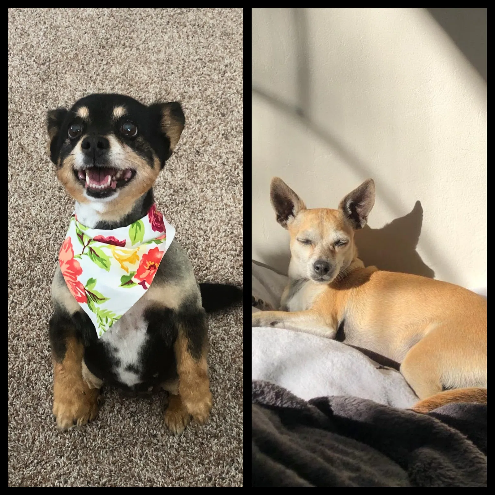 Lost dog in Bakersfield, CA, 93312