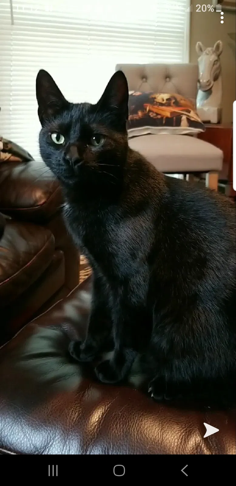 Lost cat in Blue Springs, MO, 64014