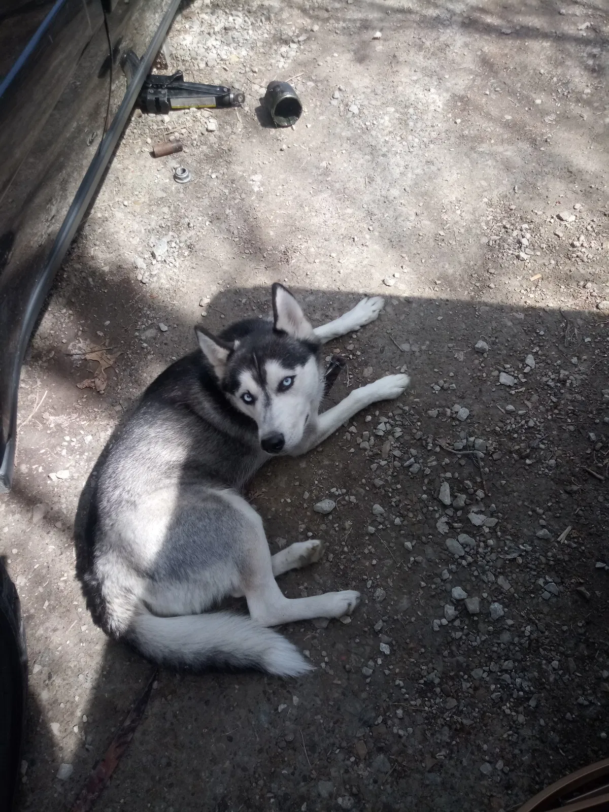 Lost dog in Camby, IN, 46113