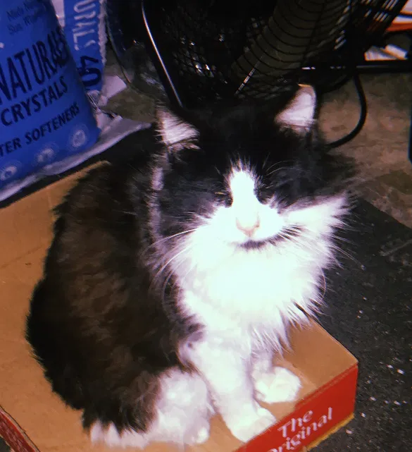 Lost cat in San Antonio, TX, 78233