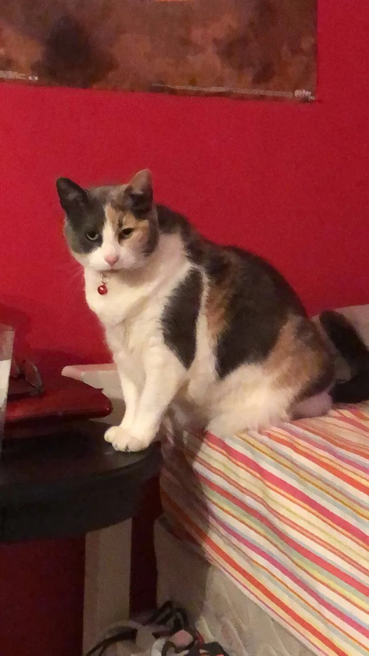 Lost cat in Fairless Hills, PA, 19030