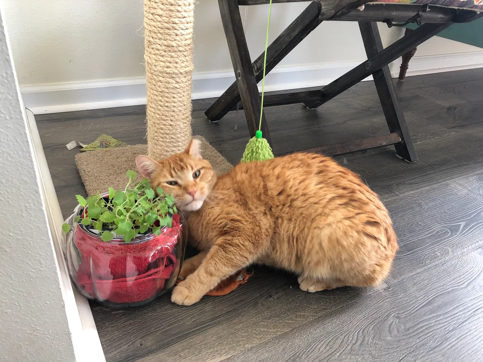 Lost cat in Galesburg, IL, 61401