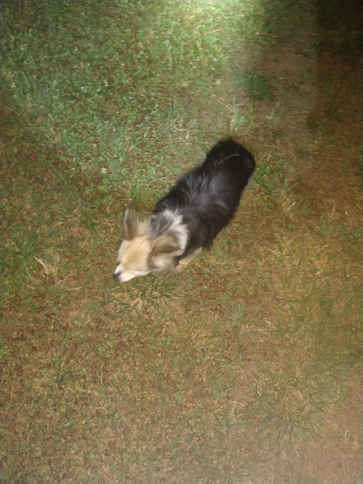 Found dog in Stanley, NC, 28164
