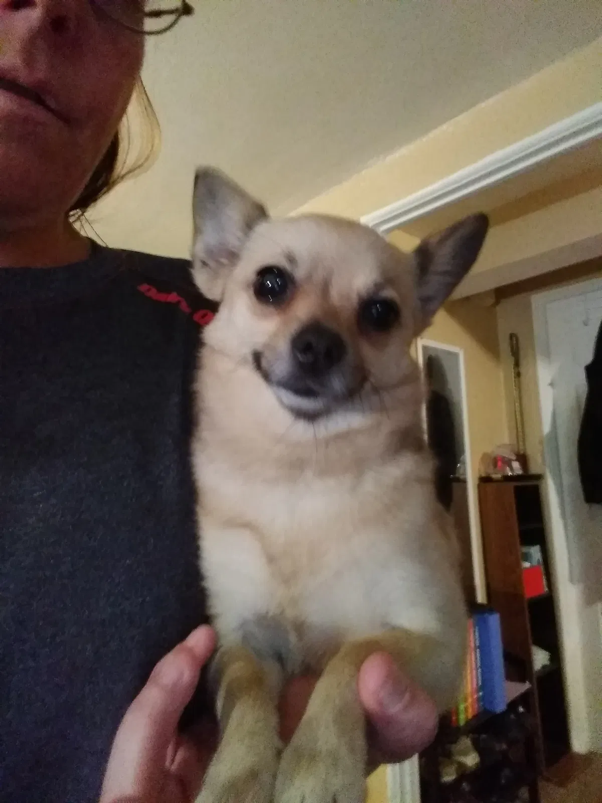 Lost dog in Great Falls, MT, 59404
