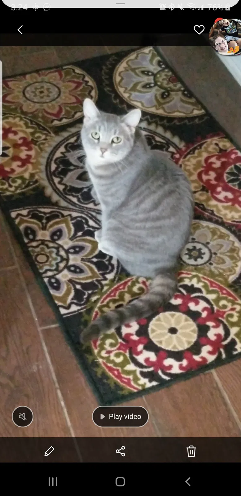 Lost cat in Colorado Springs, CO, 80925