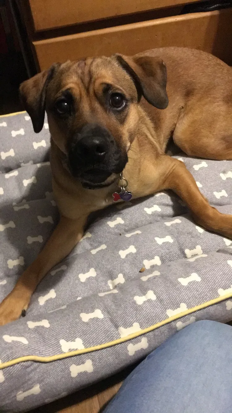 Lost dog in Magnolia, OH, 44643