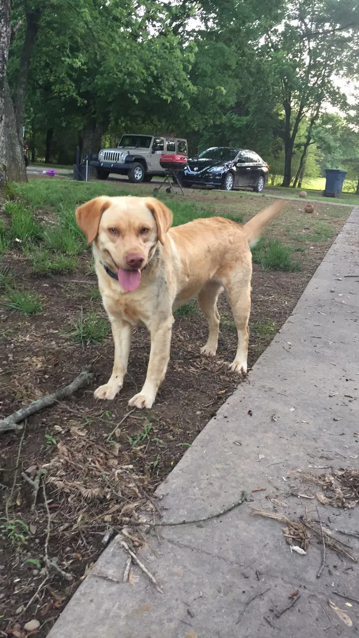Lost dog in Hartman, AR, 72840