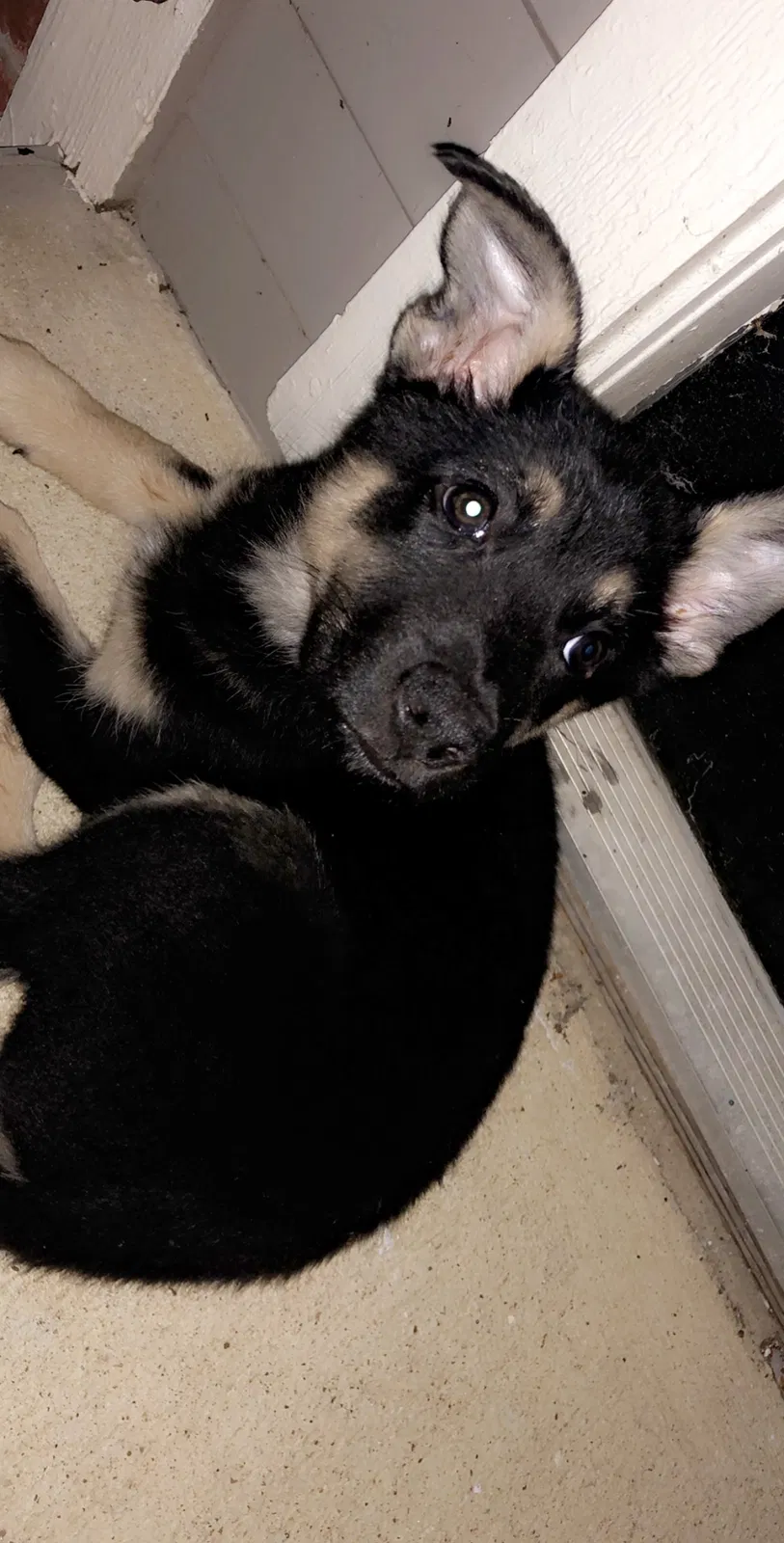 Found dog in Arlington, TX, 76015
