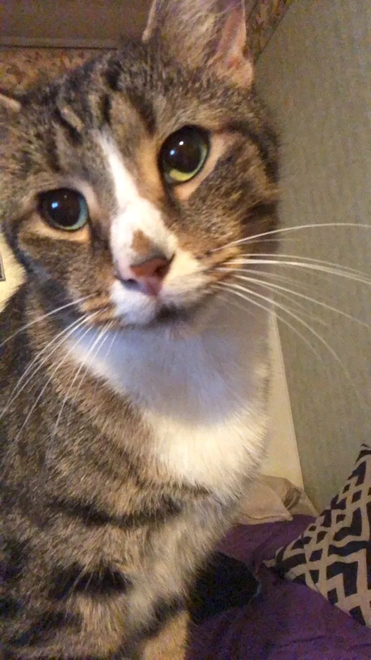 Lost cat in Franklin, PA, 16323