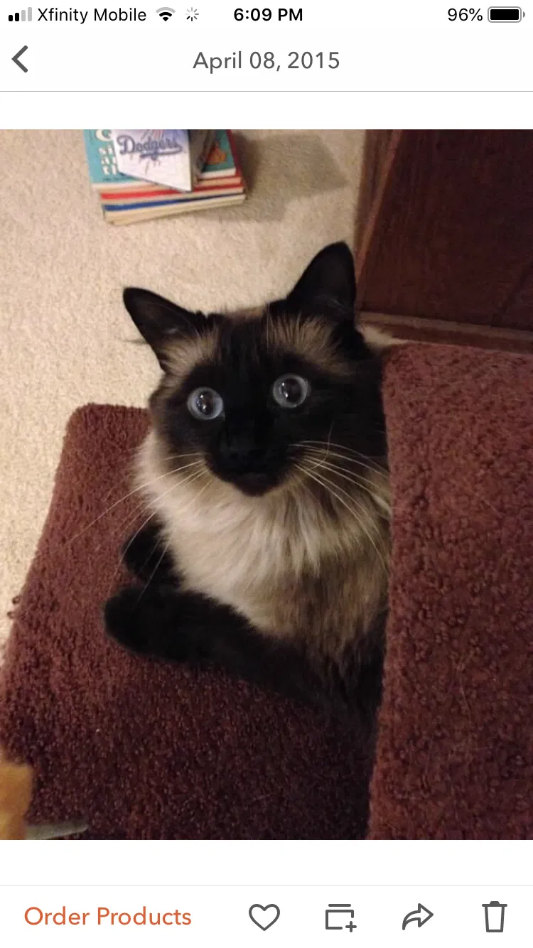 Lost cat in Stockton, CA, 95209