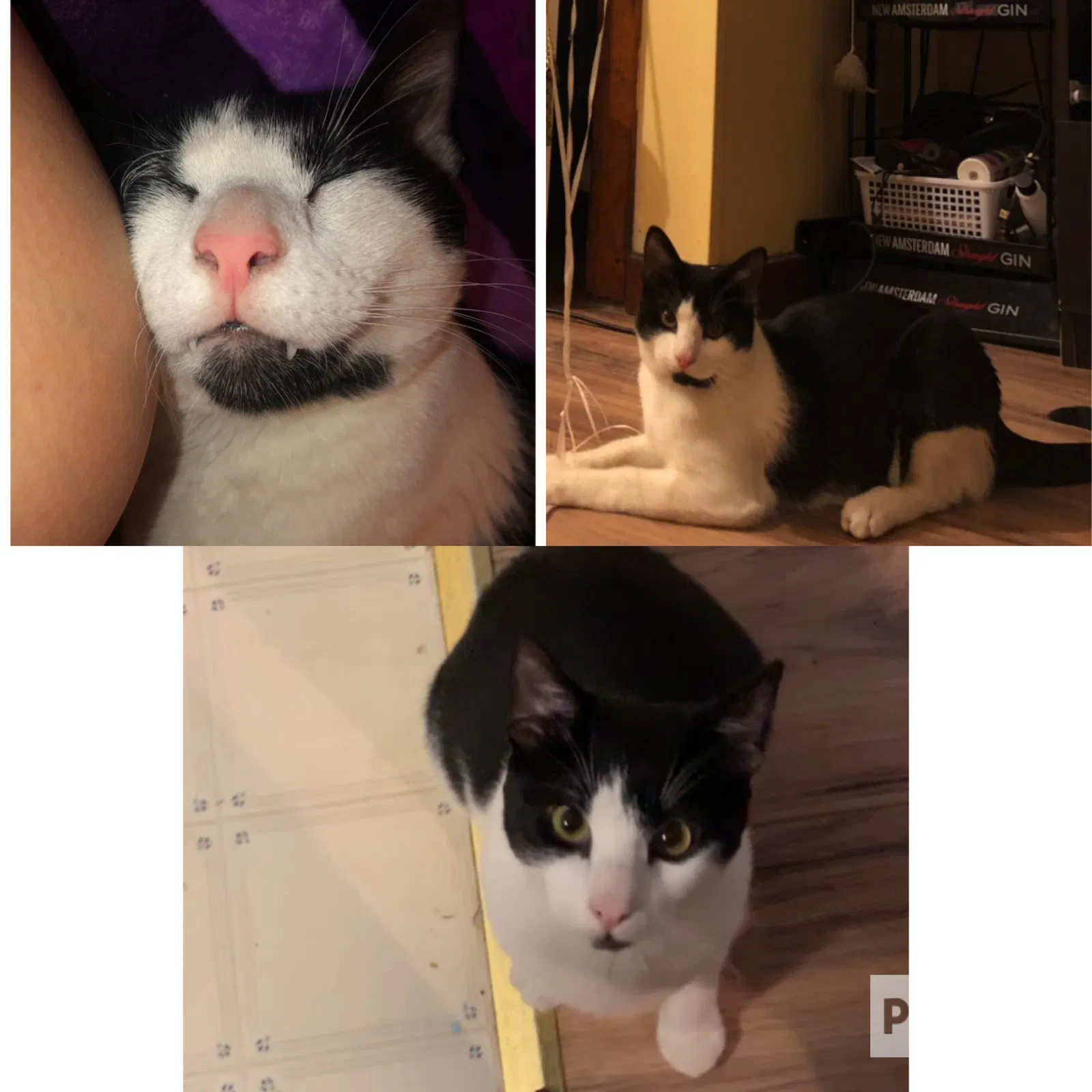 Lost cat in Patchogue, NY, 11772