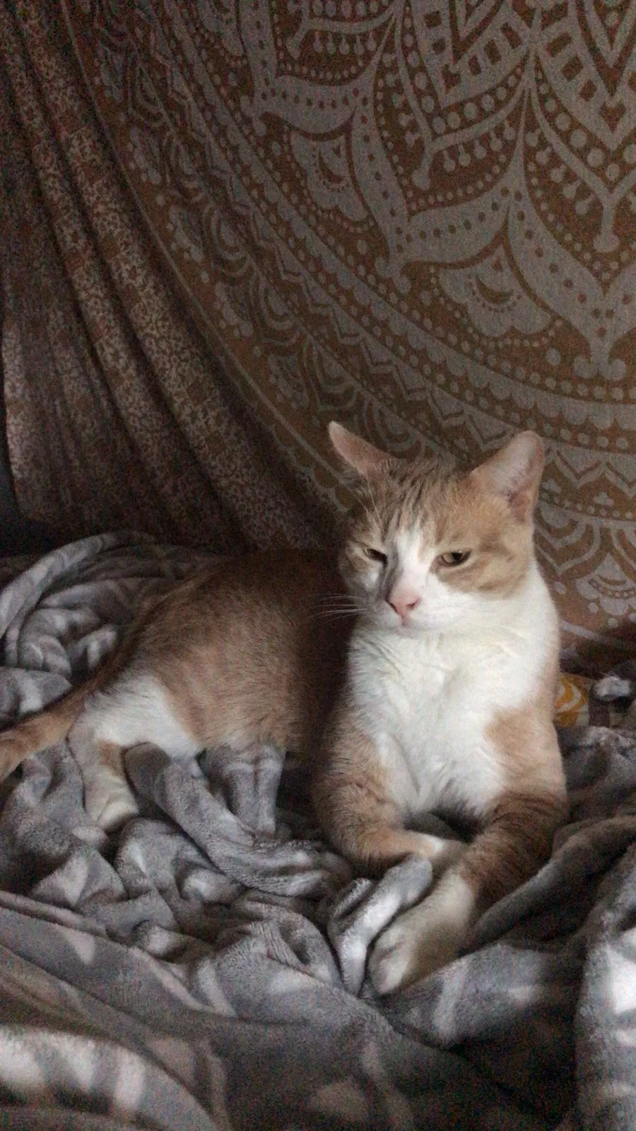 Lost cat in Syracuse, NY, 13210
