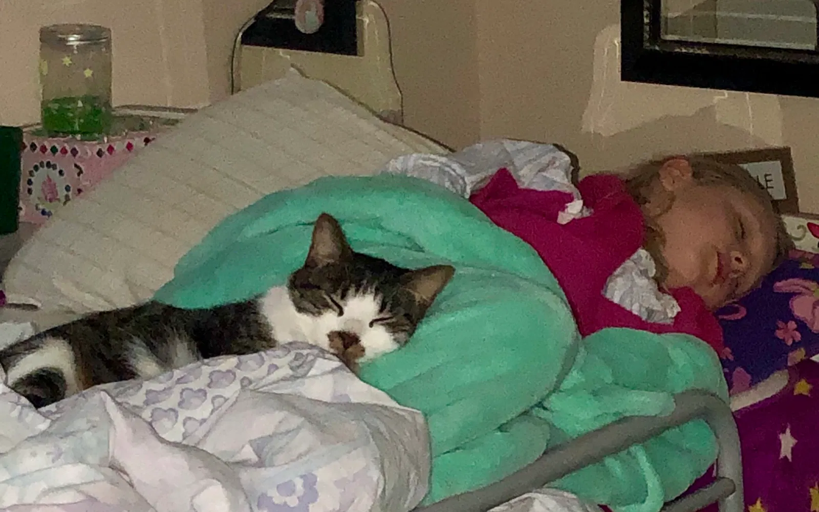 Lost cat in Encinitas, CA, 92024