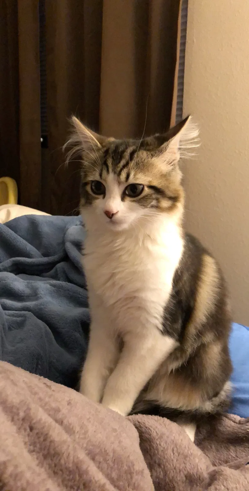 Lost cat in Portland, OR, 97222