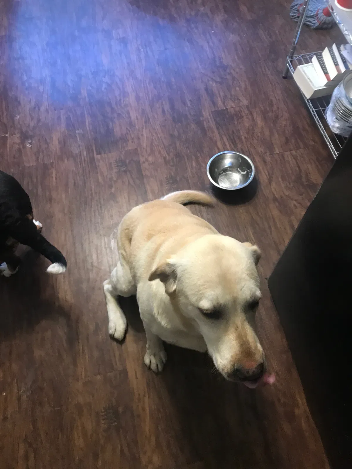 Lost dog in Little Rock, AR, 72209
