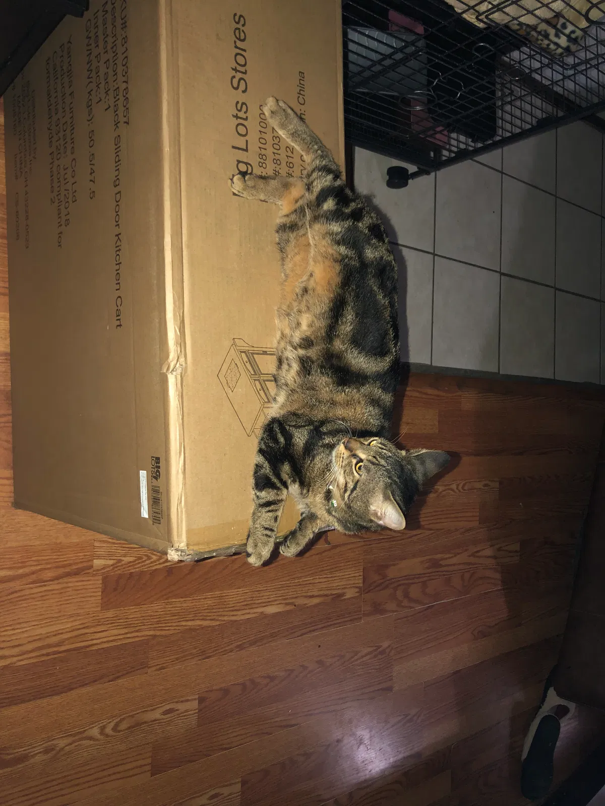 Lost cat in Jacksonville, FL, 32216