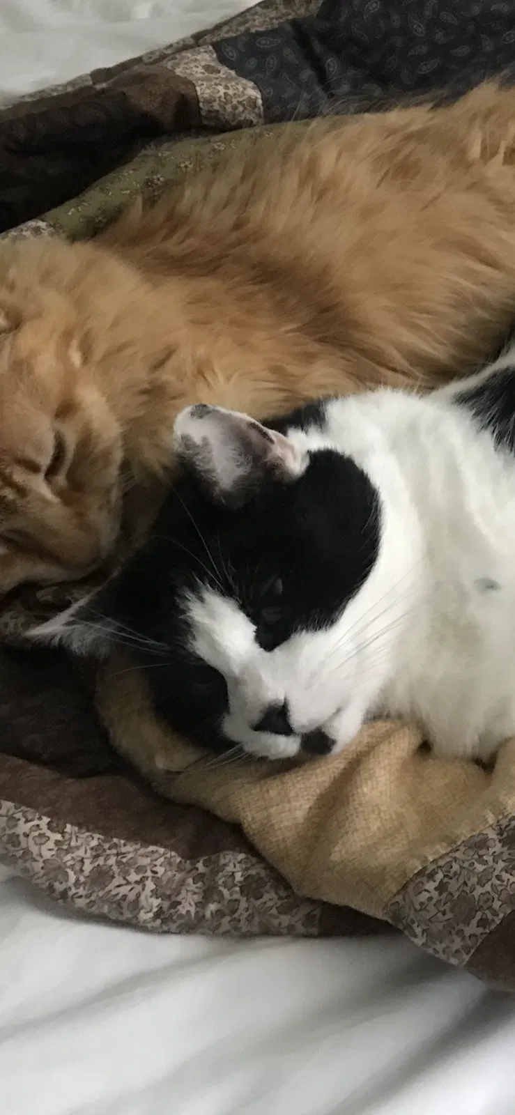 Lost cat in San Diego, CA, 92120