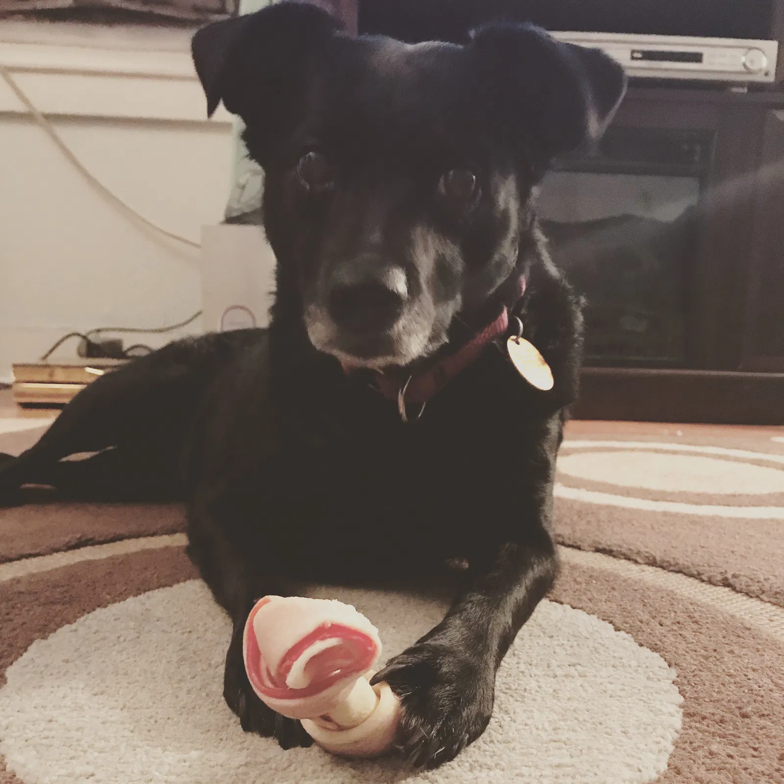 Lost dog in Niverville, NY, 12130