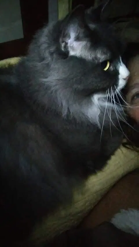 Lost cat in Columbus, OH, 43231