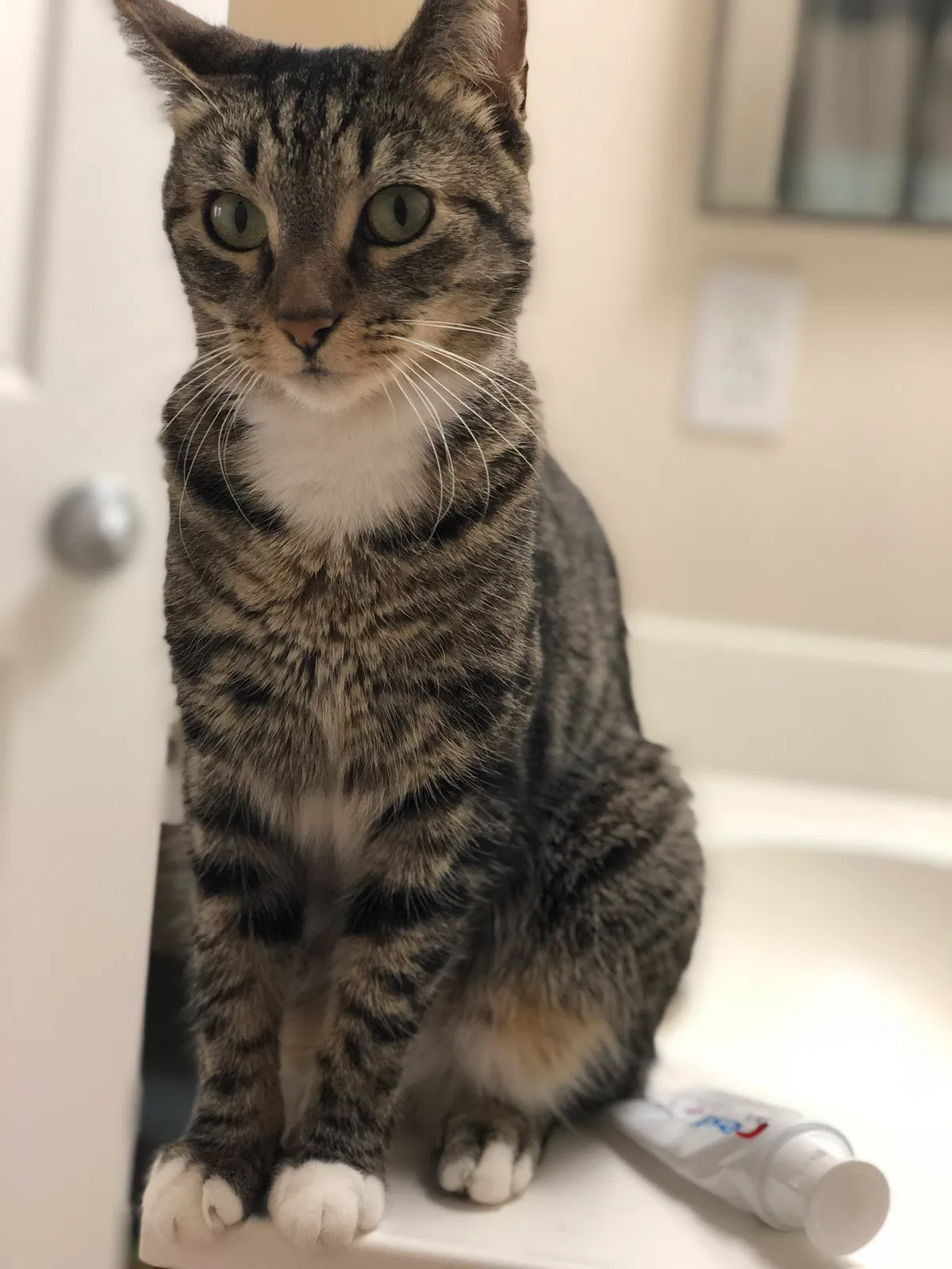 Lost cat in San Diego, CA, 92106