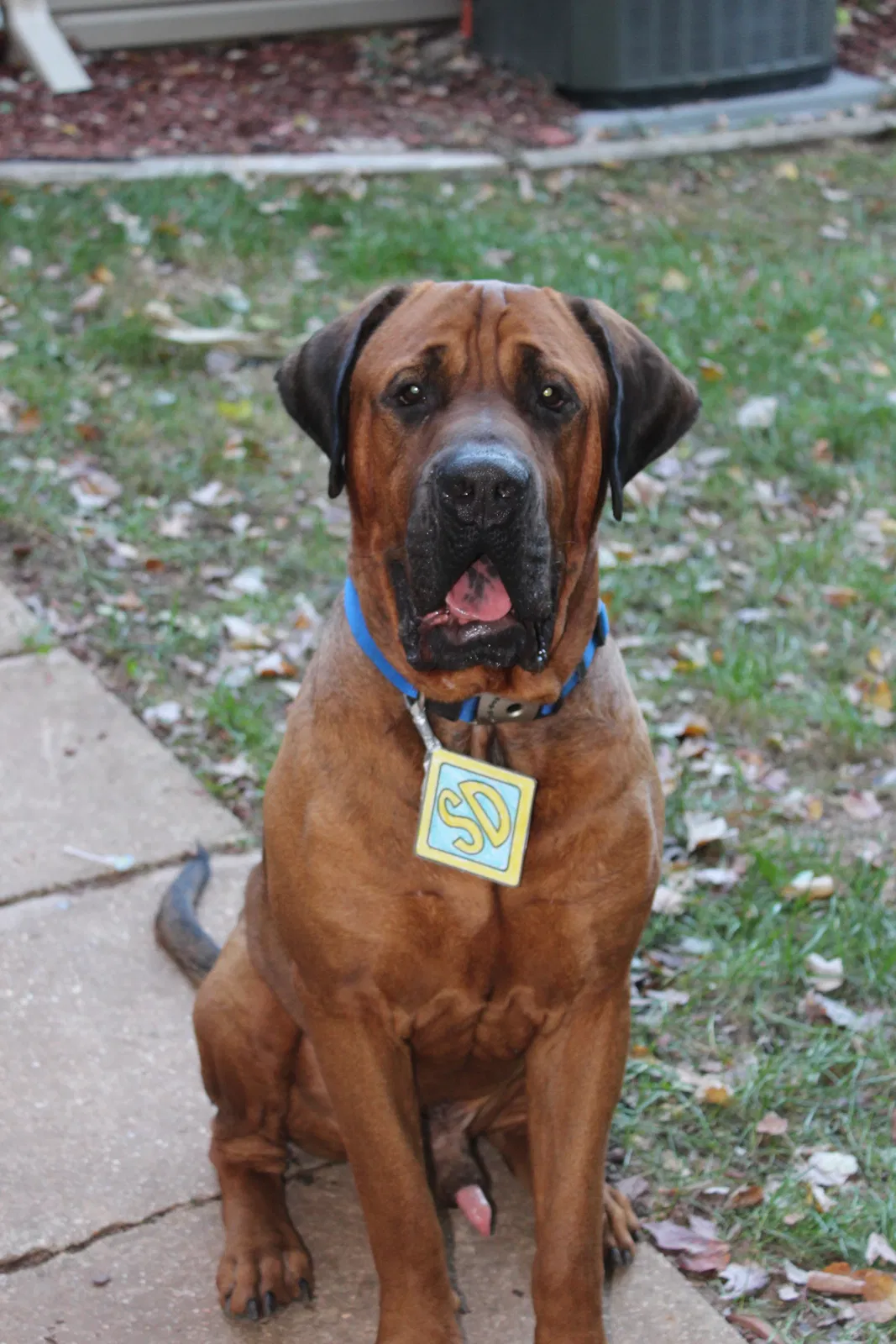 Lost dog in Sterling, VA, 20164