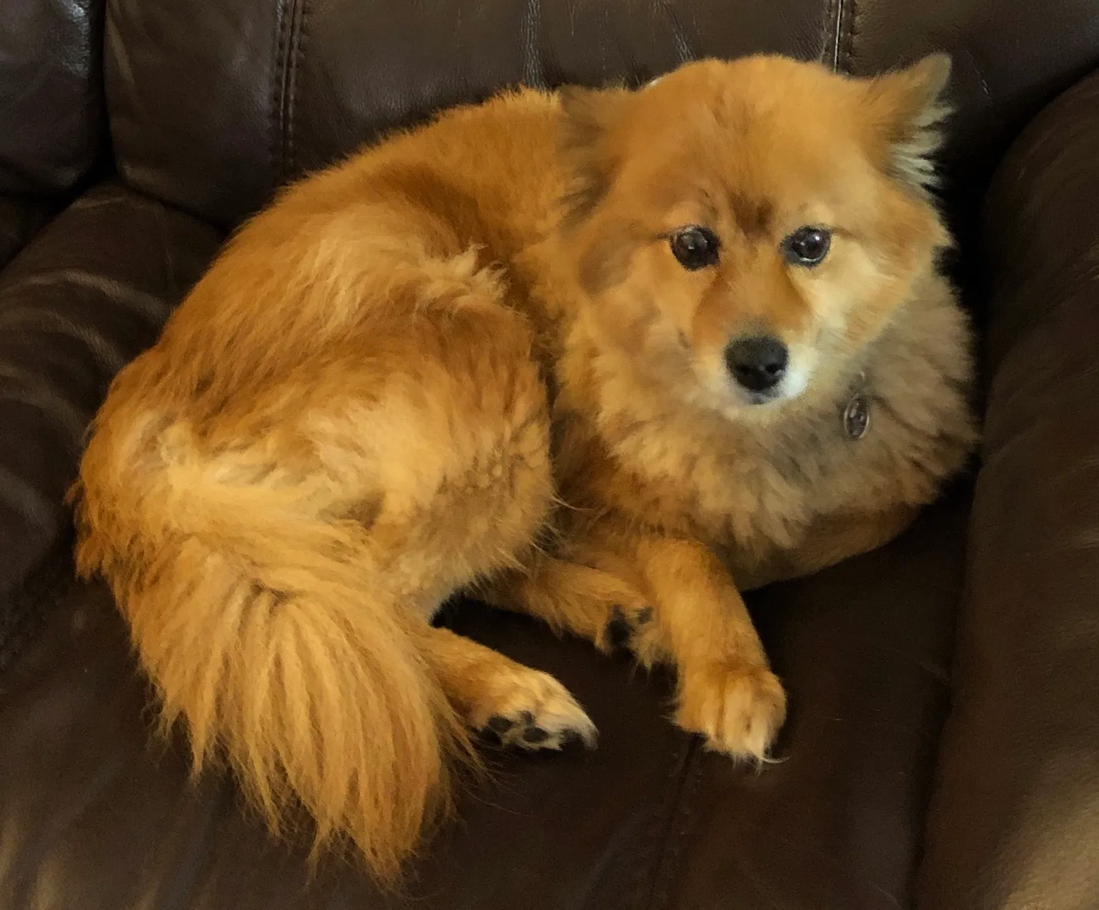 Lost dog in Paterson, NJ, 7503