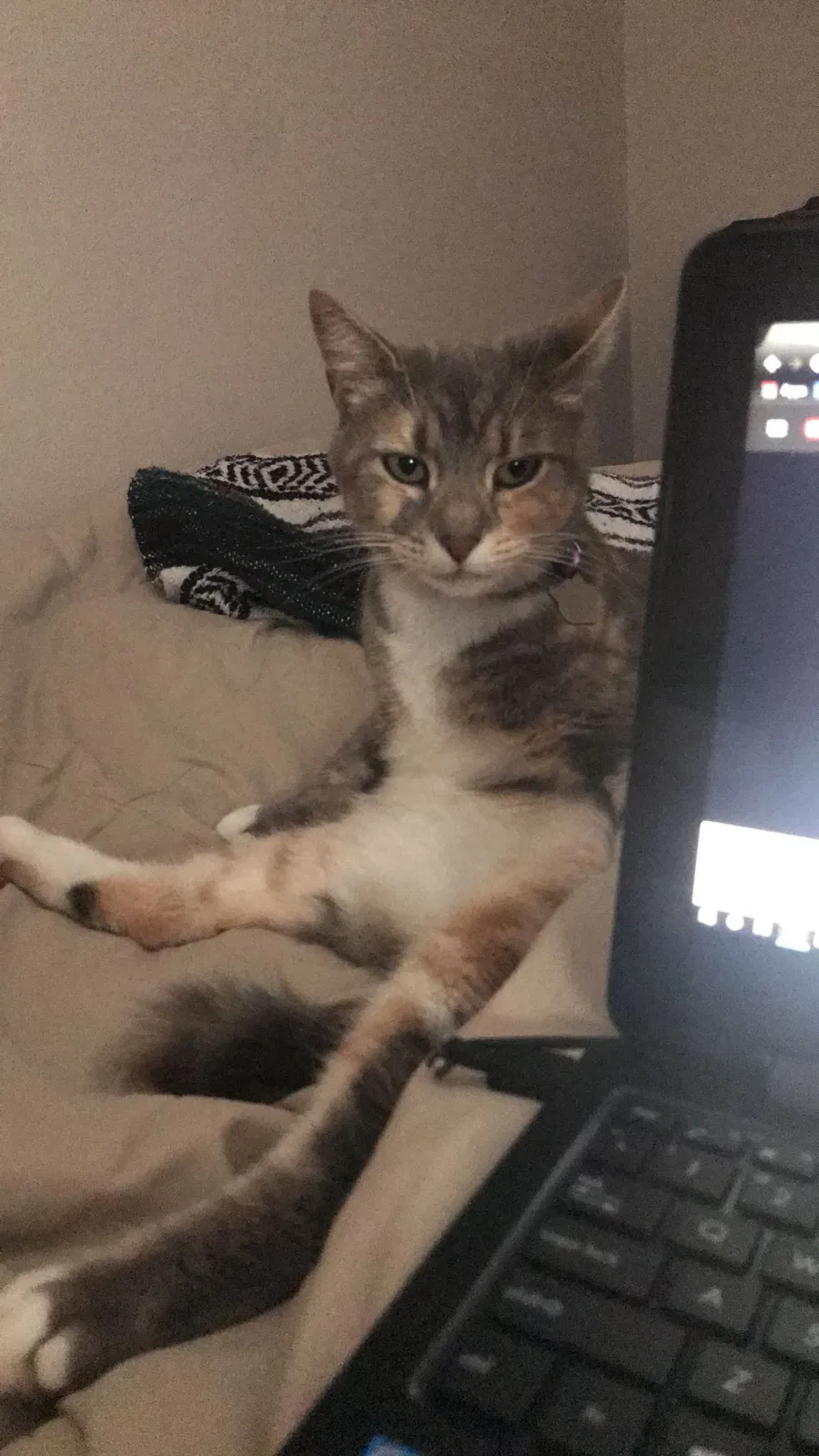 Lost cat in Lynden, WA, 98264