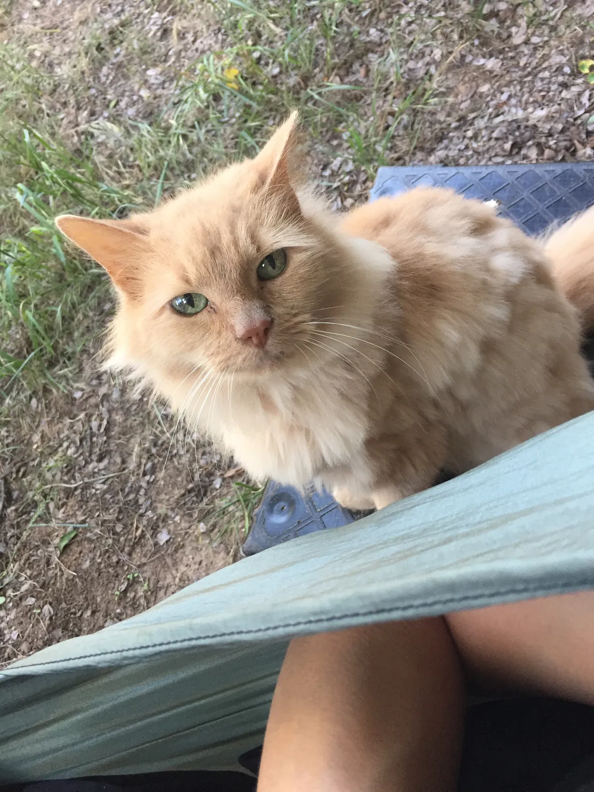 Lost cat in Austin, TX, 78748