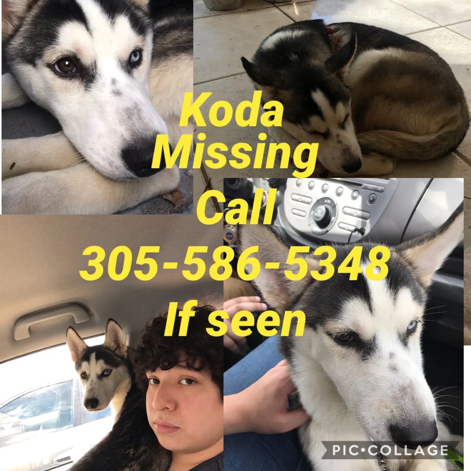 Lost dog in Hialeah, FL, 33013