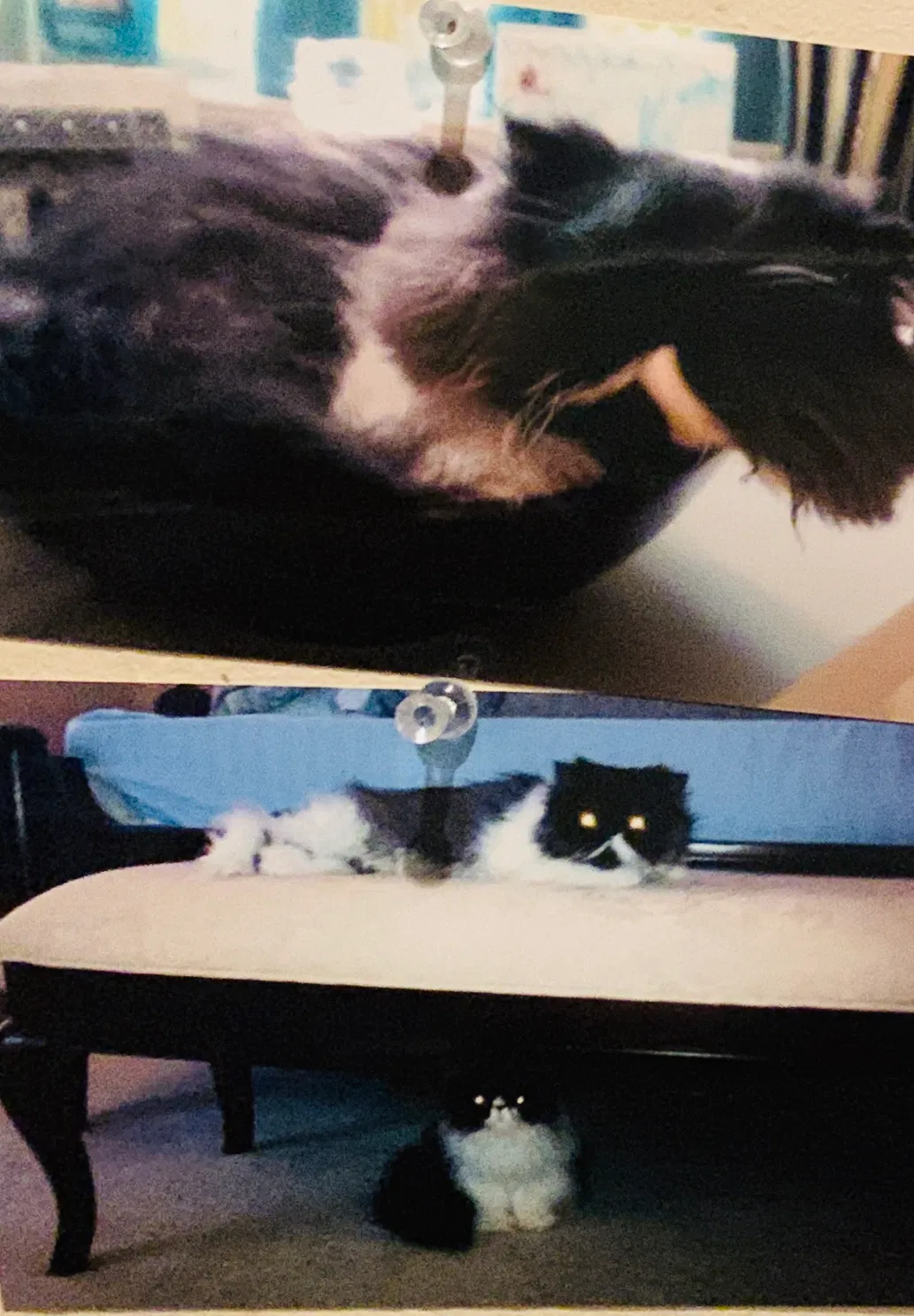 Lost cat in Ladera Ranch, CA, 92694