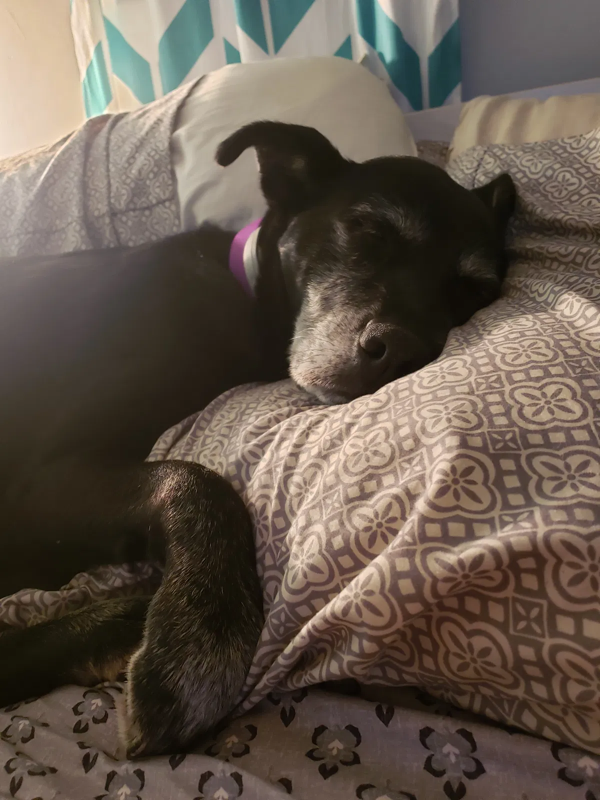 Lost dog in Clendenin, WV, 25045