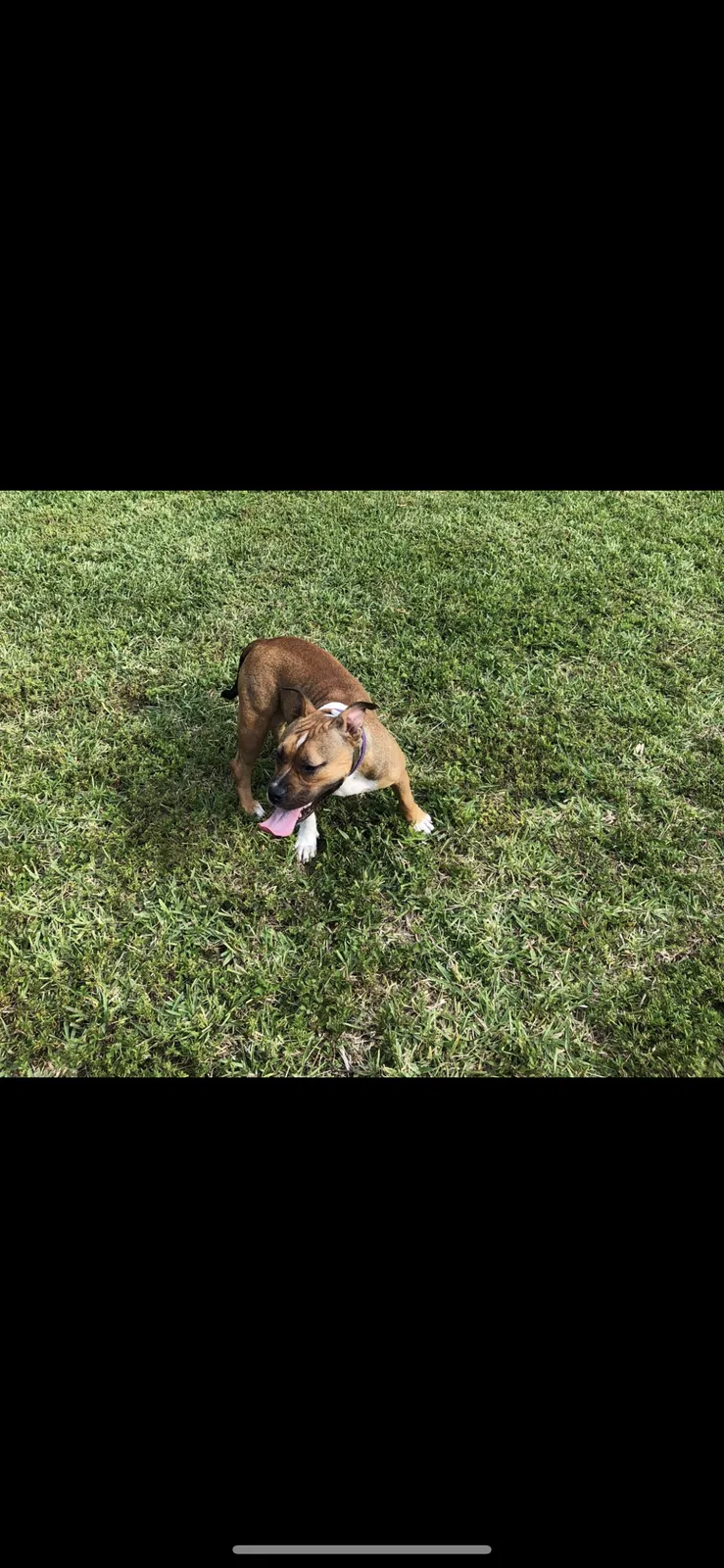 Lost dog in Miami, FL, 33187