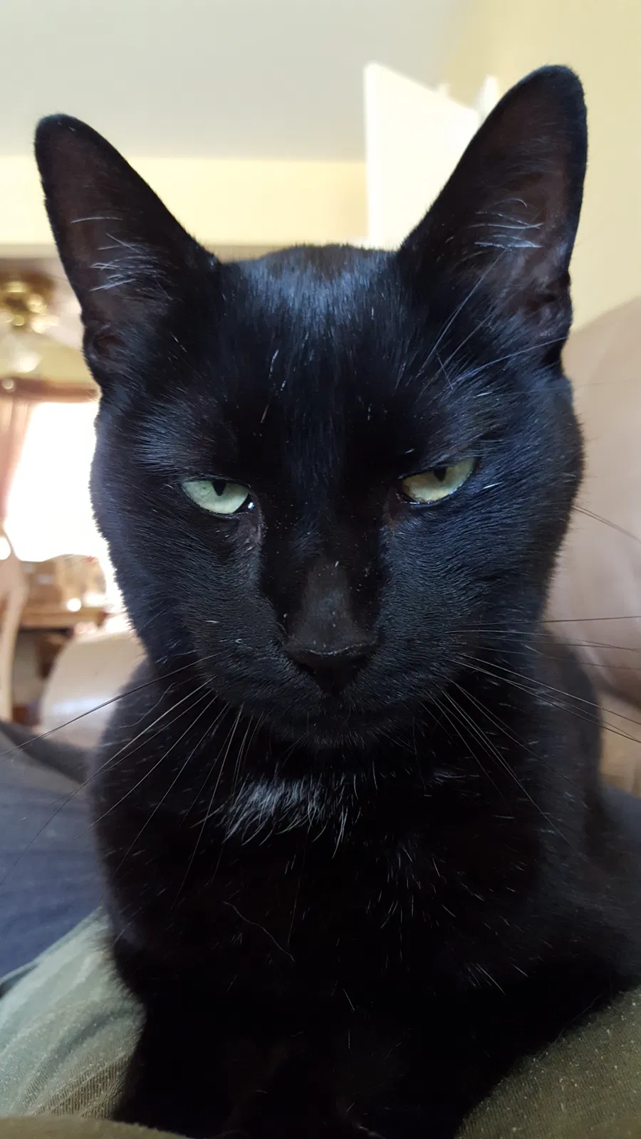 Lost cat in Nashville, TN, 37207