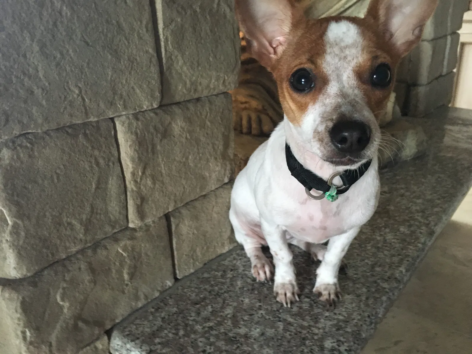 Lost dog in Spring, TX, 77389