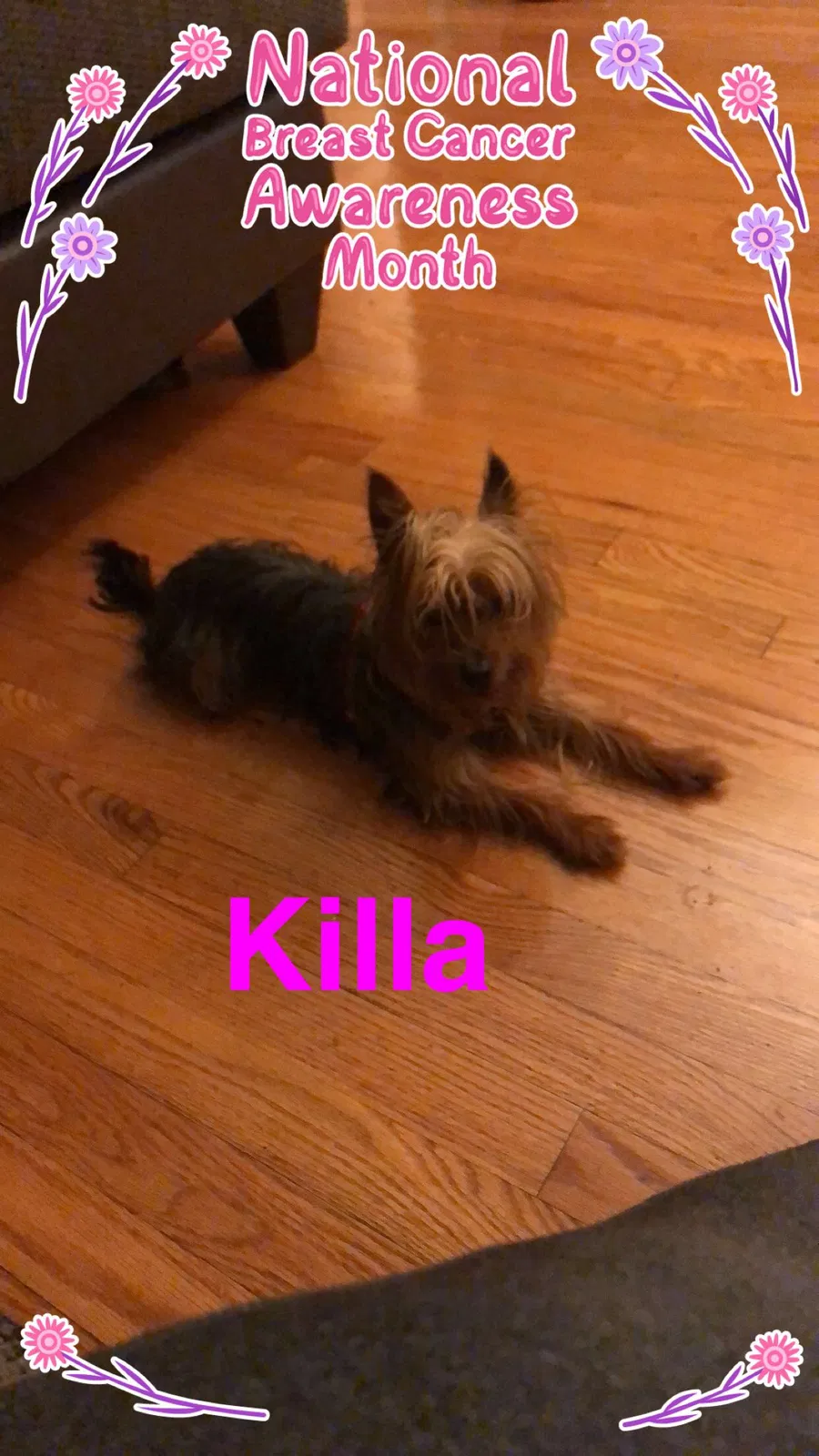 Lost dog in Chicago, IL, 60620