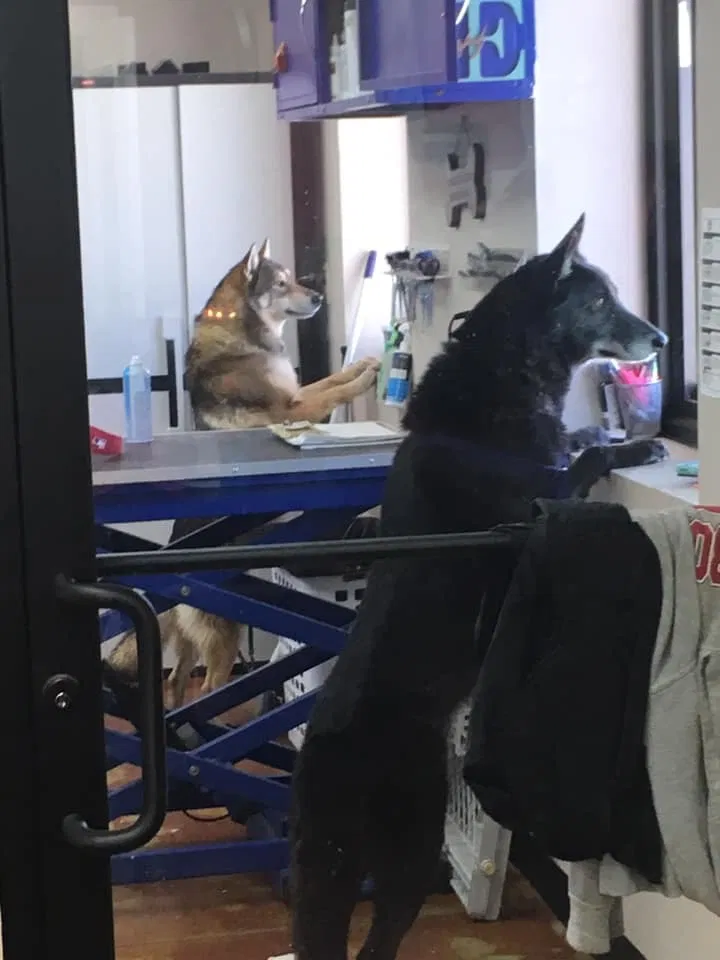 Lost dog in Lucien, OK, 73757