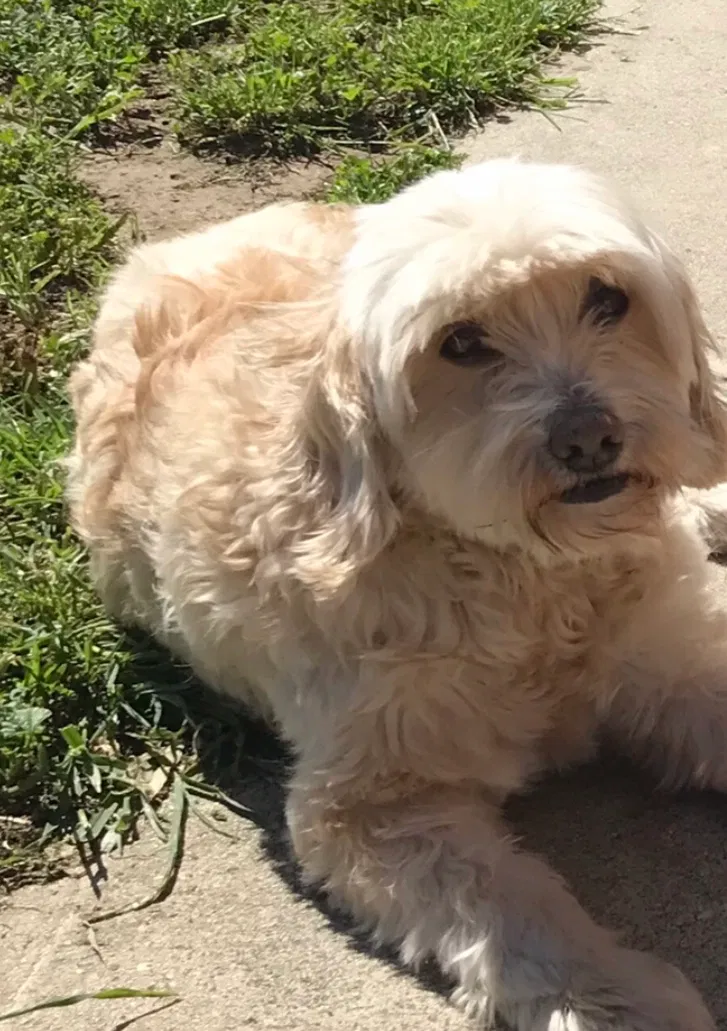 Lost dog in Granada Hills, CA, 91344