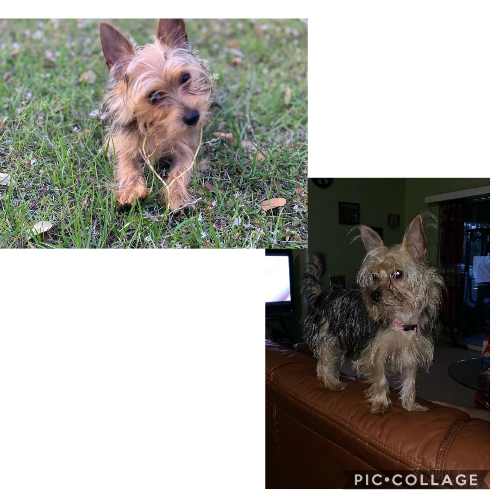Lost dog in Lehigh Acres, FL, 33976