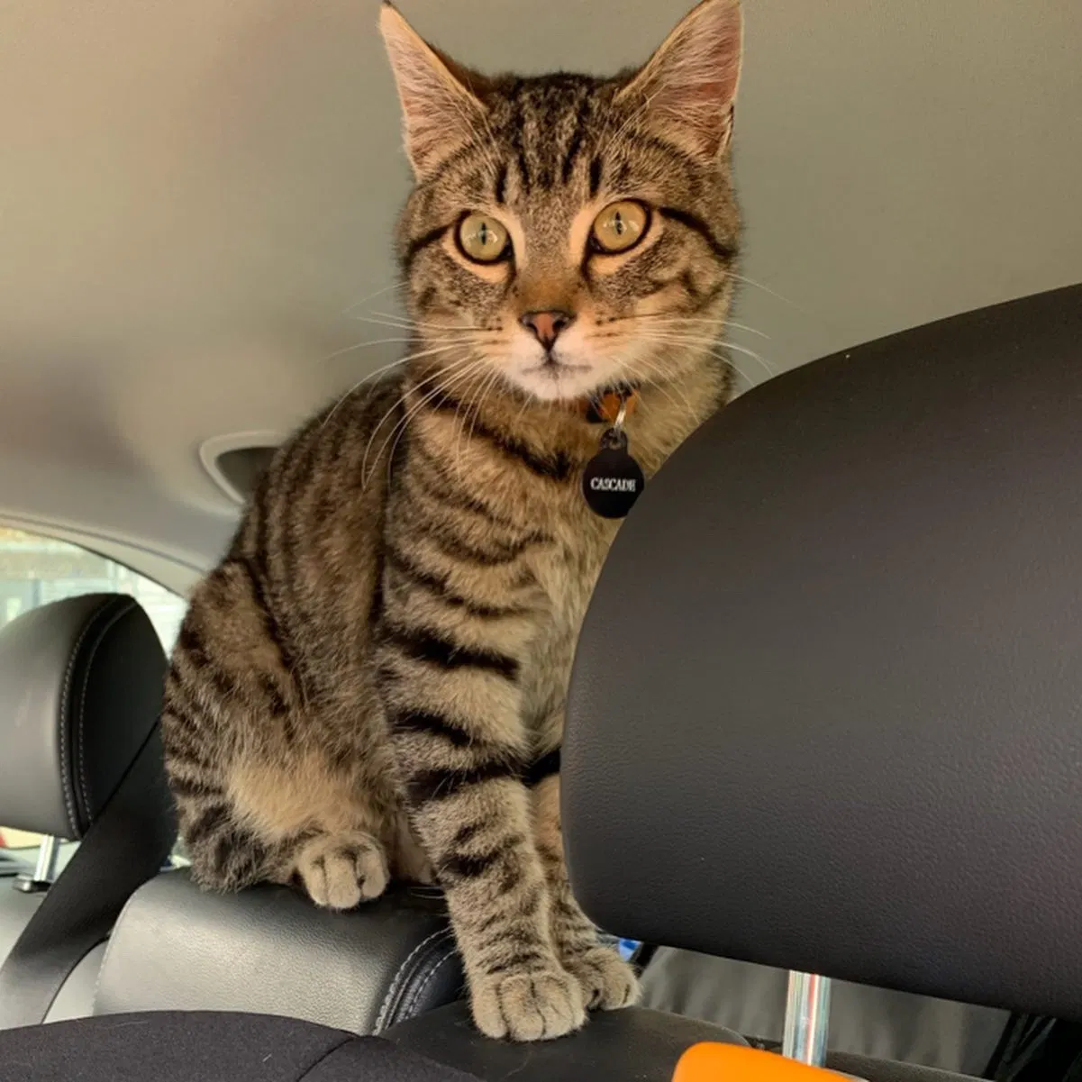 Lost cat in Bellingham, WA, 98229