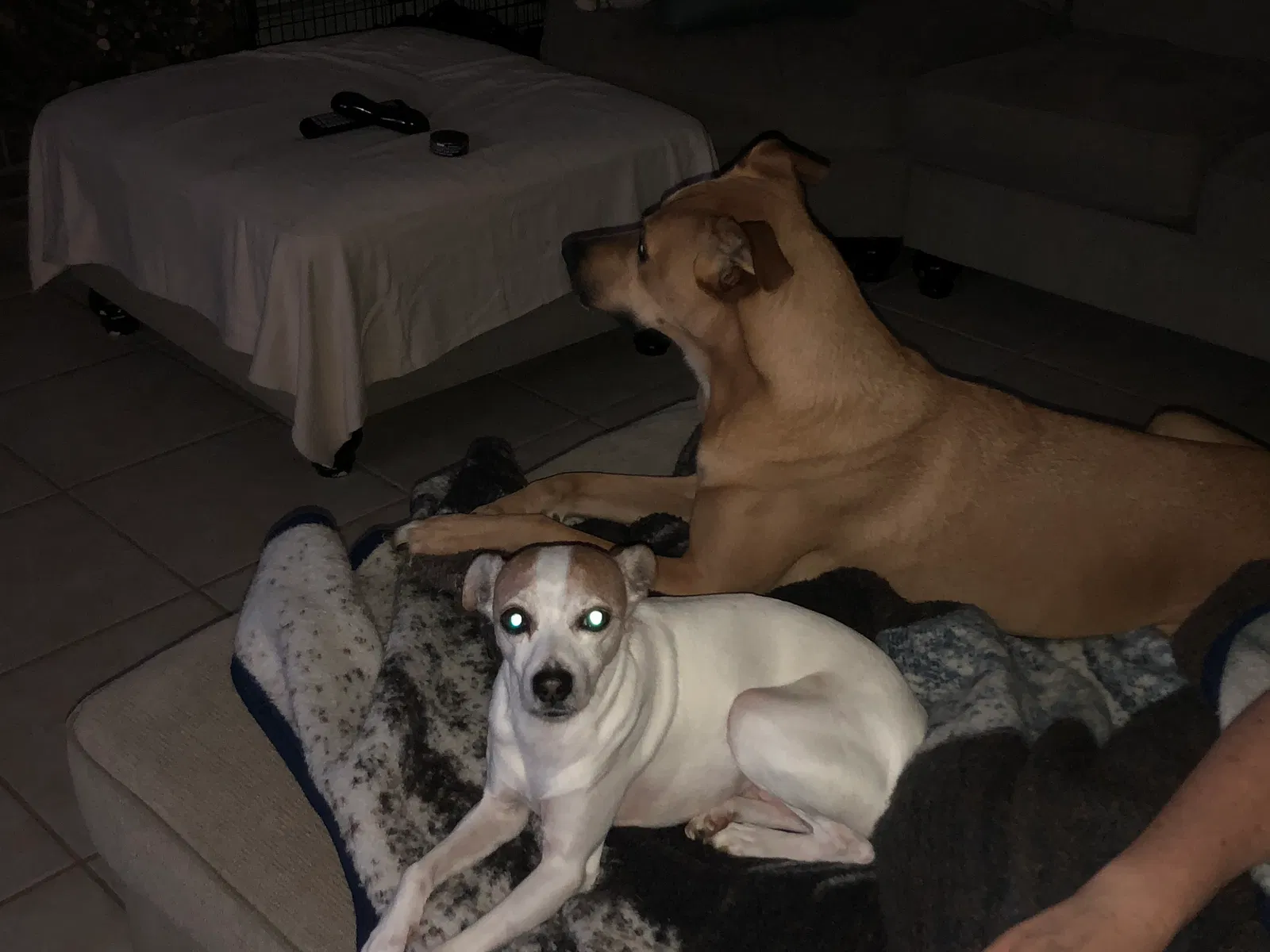 Lost dog in Loxley, AL, 36551