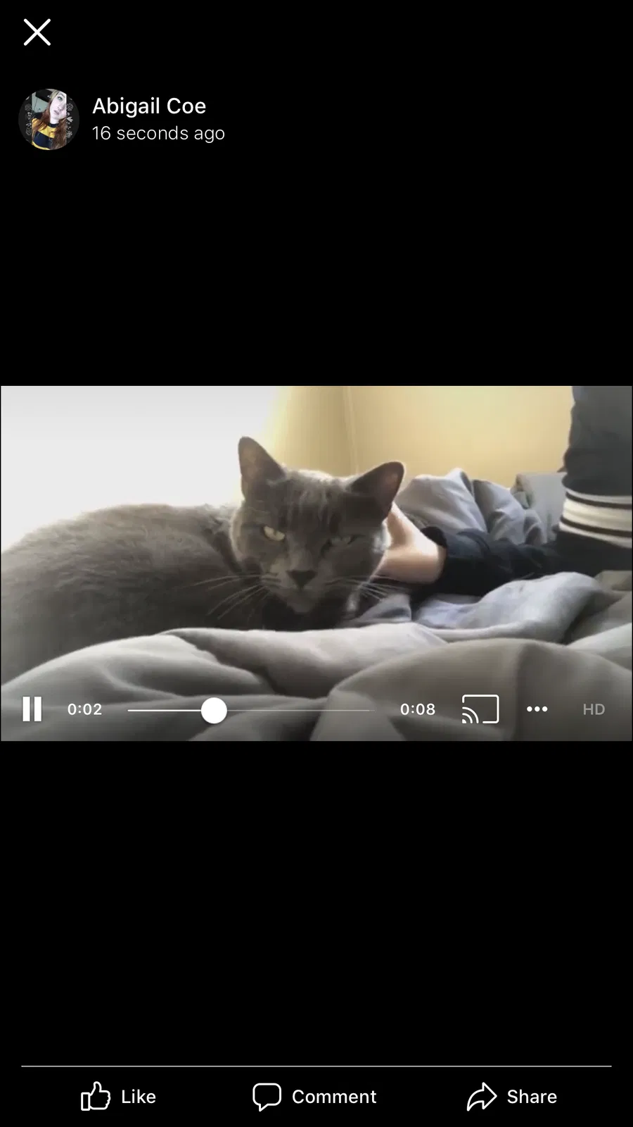 Lost cat in Huntington, WV, 25703