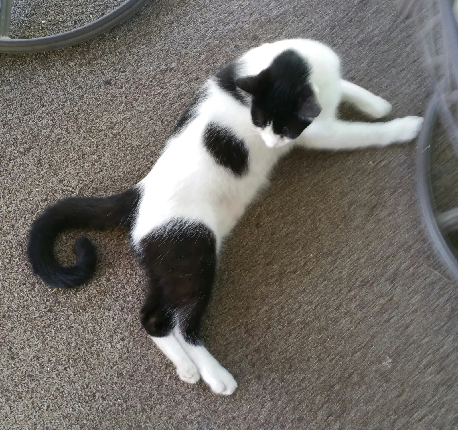Lost cat in San Bernardino, CA, 92410