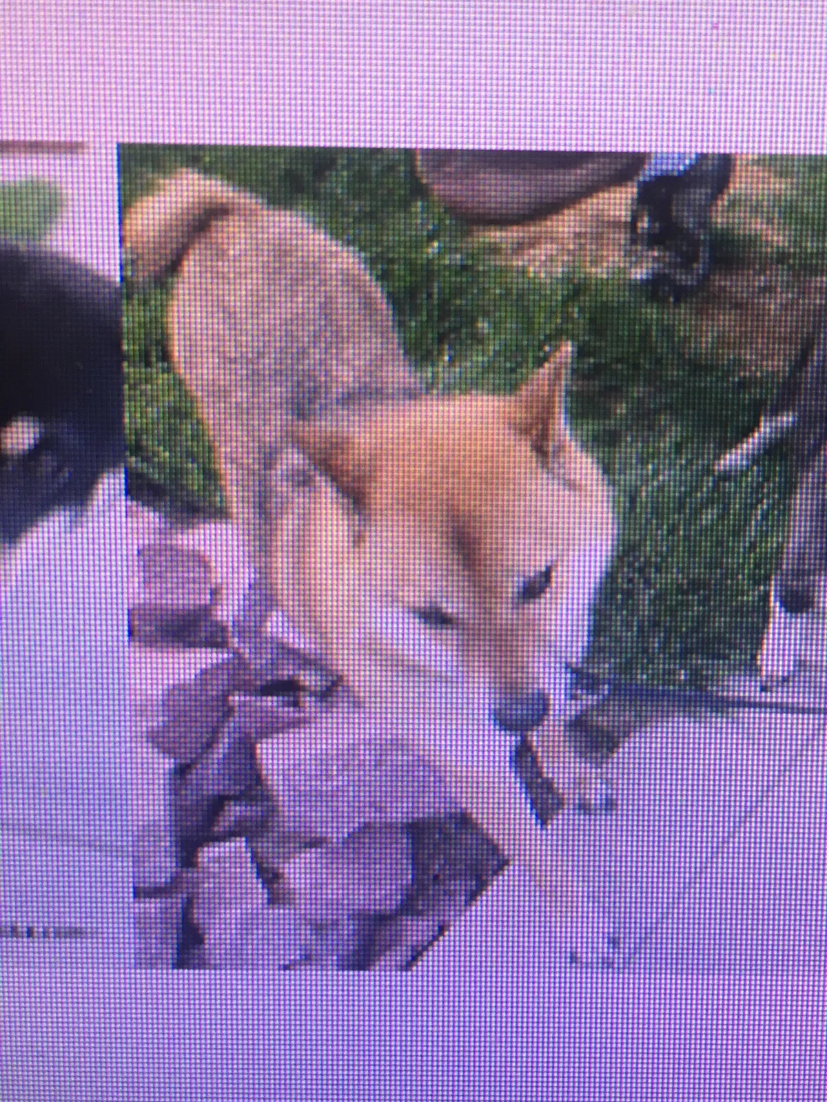 Lost dog in Colorado Springs, CO, 80907