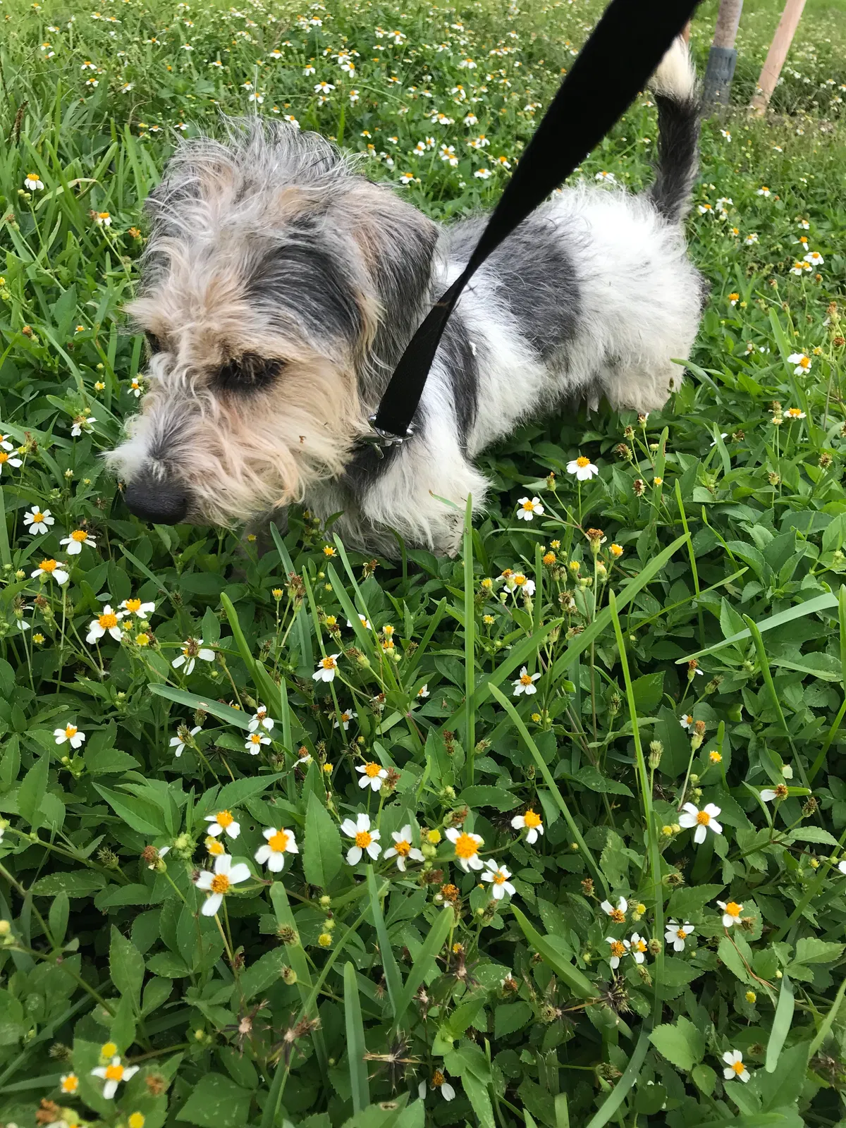 Found Dog