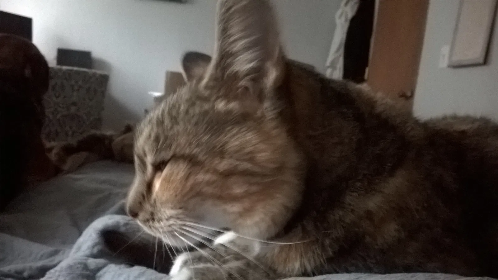 Lost cat in Tacoma, WA, 98444