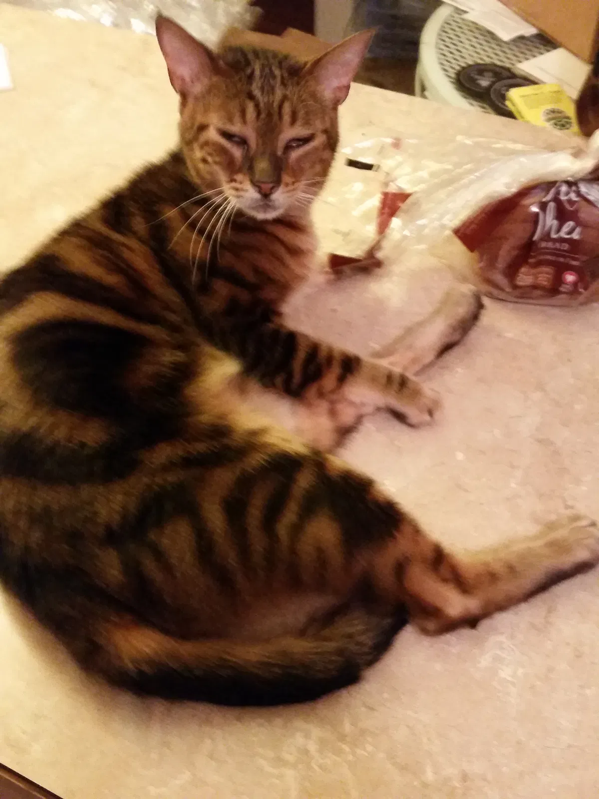 Lost cat in Buffalo, NY, 14221