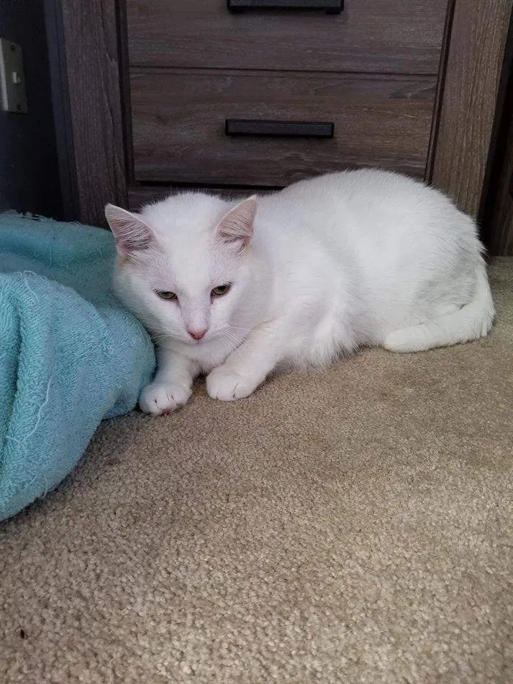 Lost cat in Lebanon, PA, 17046