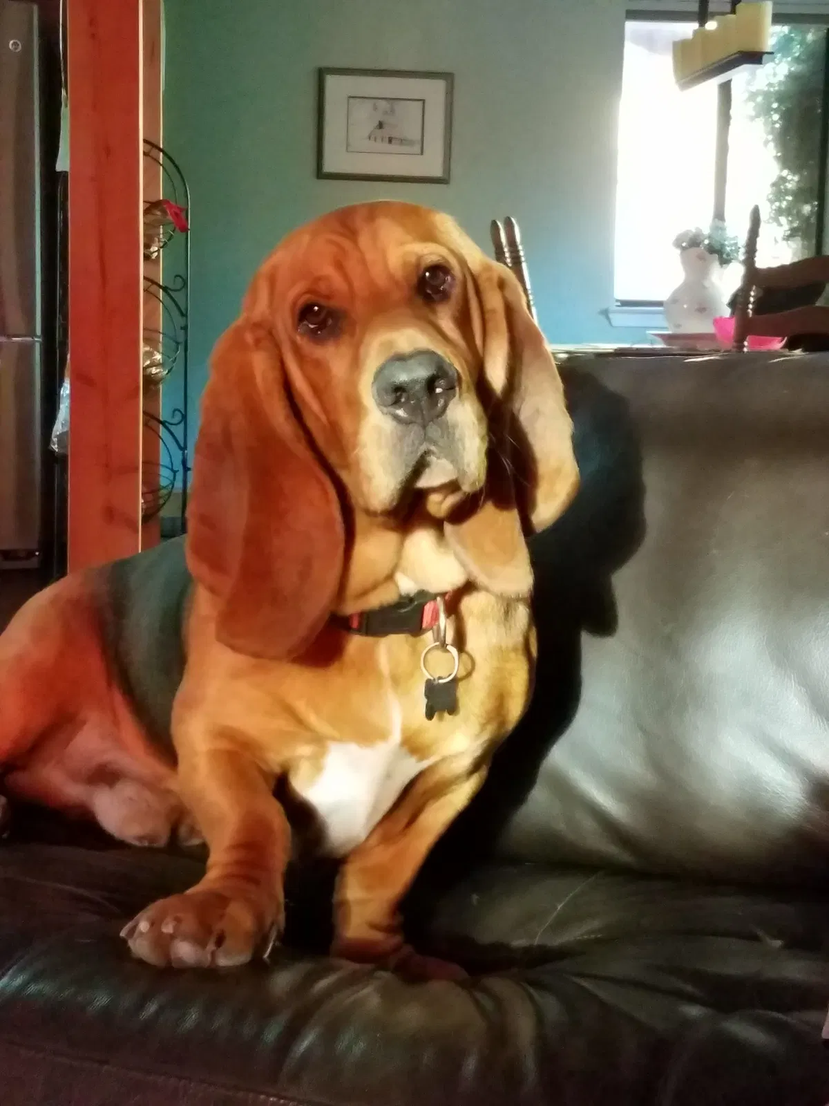 Lost dog in Los Angeles, CA, 90068
