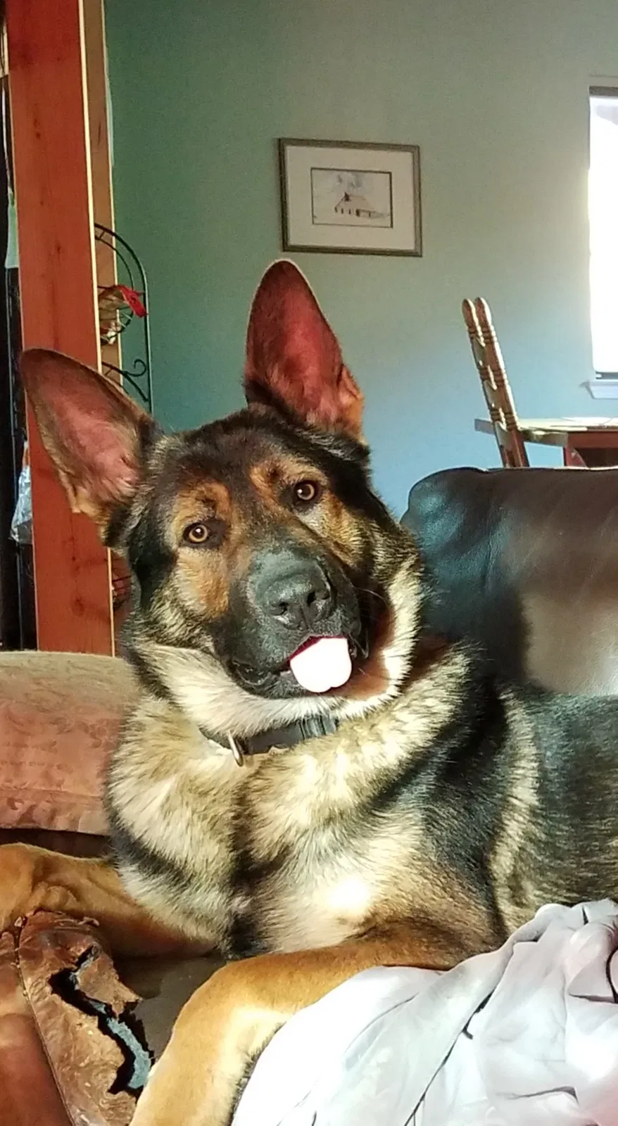 Lost dog in Los Angeles, CA, 90068