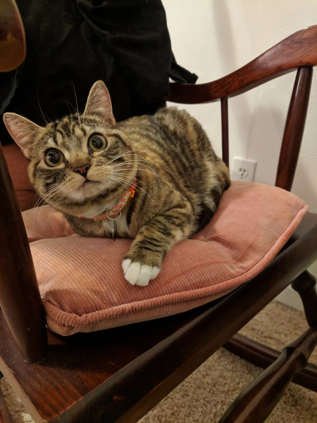 Lost cat in Molalla, OR, 97038